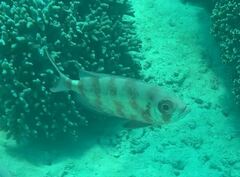 Priacanthus hamrur
