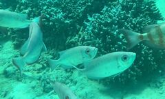 Priacanthus hamrur
