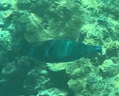 Anampses caeruleopunctatus