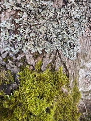 Homalothecium fulgescens