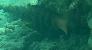Chlorurus atrilunula observed 2022-12-28