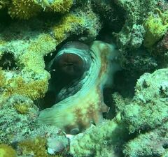 Octopus cyanea