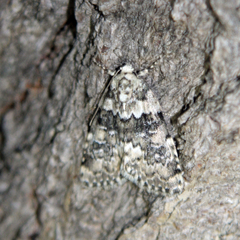 Bryophila domestica