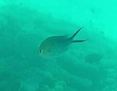 Chromis ternatensis