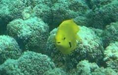 Pomacentrus sulfureus