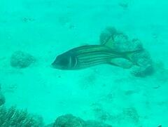 Neoniphon sammara