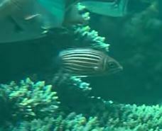 Sargocentron diadema