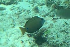Acanthurus tennentii