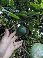 Passiflora ligularis