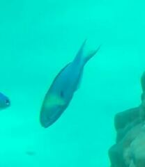 Thalassoma amblycephalus