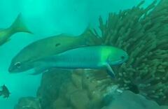 Thalassoma amblycephalus