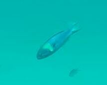 Thalassoma amblycephalus