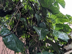 Passiflora ligularis