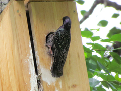Sturnus vulgaris