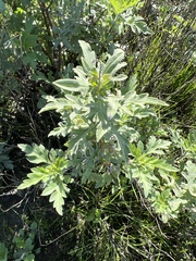 Ambrosia psilostachya