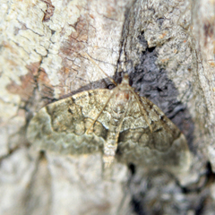Thera cognata