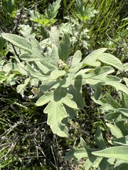 Ambrosia psilostachya