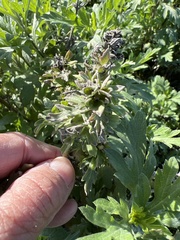 Ambrosia psilostachya