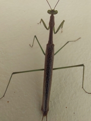 Coptopteryx gayi