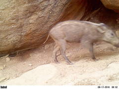 Sus scrofa cristatus