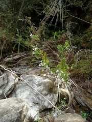 Veronica subfulvida