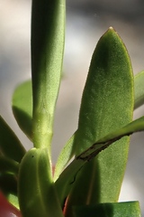 Veronica subfulvida
