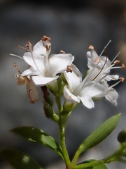 Veronica subfulvida
