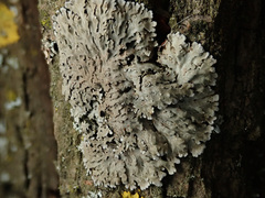 Physconia distorta