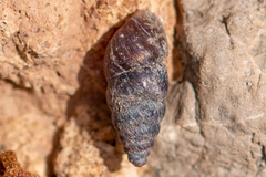 Chondrina kobeltoides