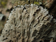 Physconia distorta