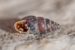 Chondrina kobeltoides