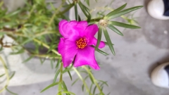 Cosmos bipinnatus