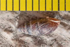 Chondrina kobeltoides