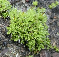 Bryophyta