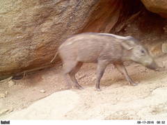 Sus scrofa cristatus