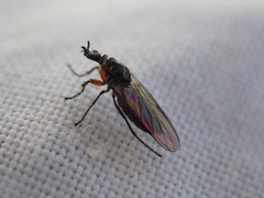 Dilophus antipedalis