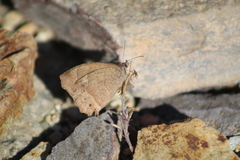 Pindis squamistriga