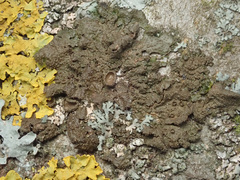 Melanohalea exasperata