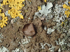 Melanohalea exasperata