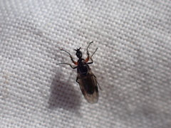 Dilophus antipedalis