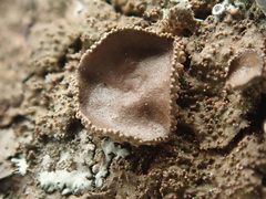 Melanohalea exasperata