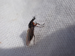 Dilophus antipedalis