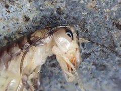 Hemiandrus
