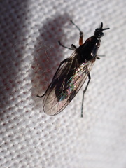 Dilophus antipedalis