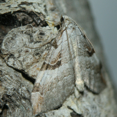 Aplocera praeformata