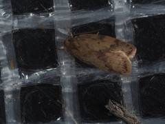 Oligoloba severa