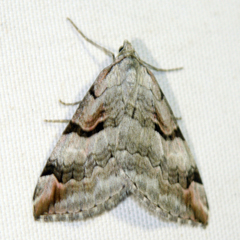 Aplocera praeformata