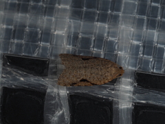 Meritastis piperata