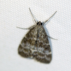 Eudonia mercurella
