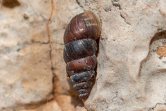 Chondrina kobeltoides